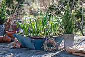 Schneeglöckchen (Galanthus) in alter Holzkiste und Zuckerhutfichte (Picea glauca) im Topf