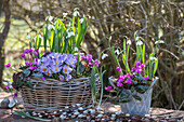 Krokus 'Vanguard', Schneeglöckchen und Frühlingsalpenveilchen in Blumenschale und im Topf auf der Terrasse