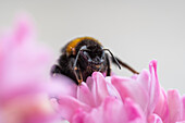 Bumblebee on hyacinth flower