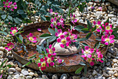 Blaue Hechtrose (Rosa glauca), einzelne Blüten auf Vogeltränke auf Kieselsteinen