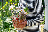 Frau hält Blumentopf als Geschenk, aus Wildrosenblüten (Rosa canina) oder 'Hundsrose', Blütendeko mit Erdbeeren, Spaten und Schaufel