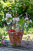 Wildrose Rosa canina; 'Hundsrose' als Geschenk und Blüten von Zierlauch