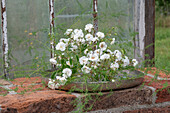 Kletterrose (Rambler) 'Bobby James' im Blumenstrauß mit grünen Zweigen von Spargelkraut