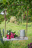 Strauchrose 'Bee Lovely' (Rosa) als Blumenstrauß auf einer Schaukel an Kirschbaum hängend