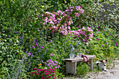 Strauchrose 'Marguerite Hilling'  und Blumenbeete hinter Gartenbank und Hund