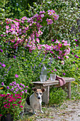 Strauchrose 'Marguerite Hilling'  und Blumenbeete hinter Gartenbank mit Gläsern und Hund