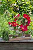 Weiße Büschelrose (Rosa multiflora) und rote Gallicarose (Rosa gallica) 'Scharlachglut' in Vase auf Terrassentisch