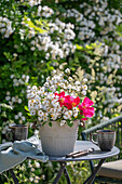 Weiße Büschelrose (Rosa multiflora) und rote Gallicarose (Rosa gallica) 'Scharlachglut' in Blumentopf auf Terrassentisch