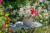 Weiße Büschelrose (Rosa multiflora) und rote Gallicarose (Rosa gallica) 'Scharlachglut' in Blumentopf auf Terrassentisch