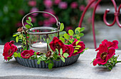 Rote Büschelrose, Mandarin-Rose (Rosa moyesii) als Kranz um Windlicht in Kuchenform auf Terrassentisch