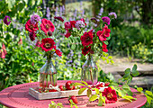 Rosa moyesii 'Geranium', rote Skabiosen (Scabiosa), Scheinwaldmeister (Phuopsis stylosa) als Blumsträuße in Vasen und Erdbeeren auf Gartentisch