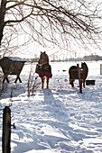 Ponys im verschneiten Winterfeld neben Futterstelle