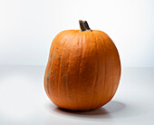 Big Autumn F1 (pumpkin variety from the USA)