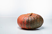 Potiron d'Alencon (pumpkin variety from France)