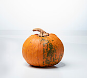 Prankster F1 (pumpkin variety from England)