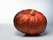 Ritz F1 (pumpkin variety)