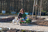 Frau bei Bepflanzung von Beeteinfassung mit Kräutern, Oregano, Thymian, und Nelken (Dianthus) in Töpfen, und Hund