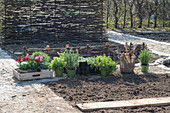 Bepflanzung von Beeteinfassung mit Kräutern, Oregano,  Thymian, und Nelken (Dianthus)