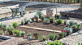 Bed border with herbs and cloves