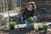 Frau bepflanzt Beeteinfassung mit Kräutern, Oregano, Thymian, und Nelken (Dianthus)