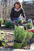 Frau bepflanzt Beeteinfassung mit Kräutern, Oregano, Rosmarin, Thymian, und Nelken (Dianthus)