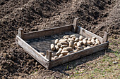 Place the potatoes with a flower bulb picker