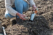 Place the potatoes with a flower bulb picker