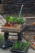 Young plants of chard; strawberries; spring onions; sweet peas and bulbous fennel &#39;Selma'39;