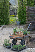 Einpflanzen von Blatt-Mangold 'Bright Lights' (Beta vulgaris), Erdbeeren, Winterzwiebel (Allium fistulosum), Duft-Wicke (Lathyrus odoratus) und Knollenfenchel 'Selma' mit Schubkarren