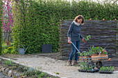 Frau beim Einpflanzen von Blatt-Mangold (Beta vulgaris), Erdbeeren, Winterzwiebel (Allium fistulosum), Duft-Wicke (Lathyrus odoratus) und Knollenfenchel 'Selma' mit Schubkarren