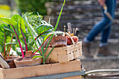 Winterzwiebel (Allium fistulosum) und Blatt-Mangold (Beta vulgaris), junge Triebe in Töpfen zum Einpflanzen mit Schildern auf Tonscherben