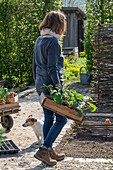 early strawberry; 'Elvira'; and garlic are good neighbors