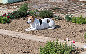 Hund Zula schaut bei der Gartenarbeit zu, beim Einpflanzen, Pflanzarbeit