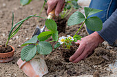 Frau beim Einpflanzen von Erdbeere 'Elvira' (Fragaria) und Knoblauch (Allium Sativum) ins Gemüsebeet und Namensschilder auf Tonscherben