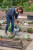 Early strawberry &#39;Elvira'39; and garlic are good neighbors; water young plants