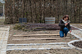 Creating a vegetable bed with a wicker wall for climbing plants