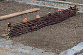 Anlage eines Gemüsebeets mit Flechtwand aus Weidenzweigen für Kletterpflanzen