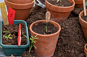 Auberginen und Tomatengattungen in Töpfen ausgesät, wie Tomate 'San Marzano' und Schmuckkörbchen Cosmea (Cosmos) mit Namensschildern