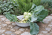 Kohlrabi