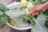 kohlrabi; Mealy cabbage aphid on kohlrabi leaf