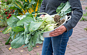 Ernte von Kohlrabi, Frau mit geernteten Kohlköpfen in Schüssel