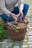 Harvesting the seeds of runner beans &#39;Neckargold'39; &#39;Brunhilde'39;