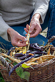 Harvesting the seeds of runner beans &#39;Neckargold'39; &#39;Brunhilde'39;