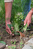 Weeding the bed with bulbous fennel