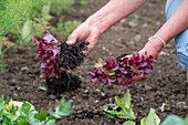 1. Pflanzung im Juni, Eisbergsalat, Pflücksalat, 'Lollo rosso' ins Beet