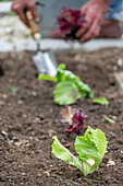 1st planting in June; iceberg lettuce; pick lettuce; &#39;Lollo rosso'39;