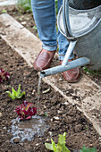 1st planting in June; iceberg lettuce; pick lettuce; &#39;Lollo rosso'39;; water