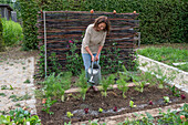 1st planting in June; iceberg lettuce; pick lettuce; &#39;Lollo rosso'39;; water