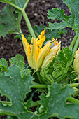 Rapeseed beetle on zucchini flowers