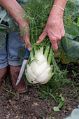 Ernte von Knollenfenchel 'Selma' im Gemüsebeet